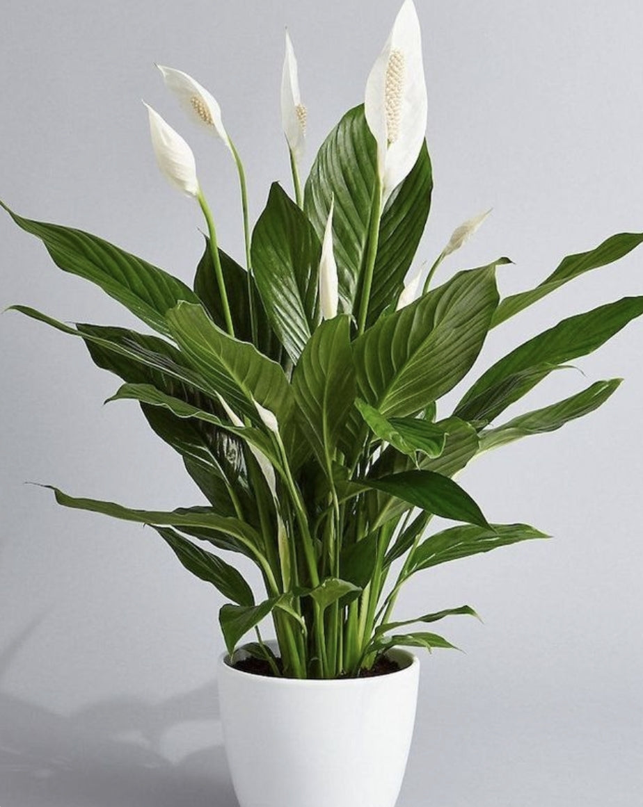 house plants nz Seasonal pot plants