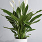 Seasonal pot plants